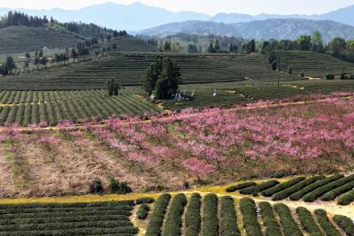 湖北通城：桃红茶绿乡村美