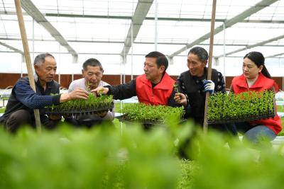 湖北通城：田间传技 科学备耕