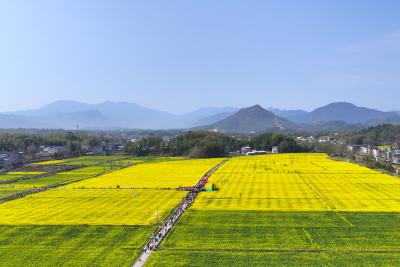 湖北通城：赏花季激活乡村游