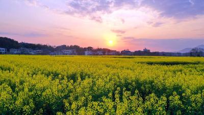 阳春三月 咸宁通城数十万亩油菜花海璀璨绽放