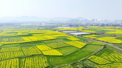 湖北通城：油菜花开乡村美