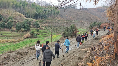 通城县塘湖镇开展义务植树活动，油茶种植助力生态与经济效益双赢