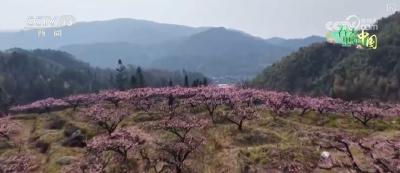 “农商文旅体”释放多“彩”活力 多样消费激活“春日经济”一池春水