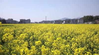 视频-通城县五里镇：油菜花开 乡村如画 