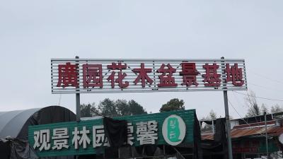 视频-通城花卉市场春日上新 点燃市民生活亮色