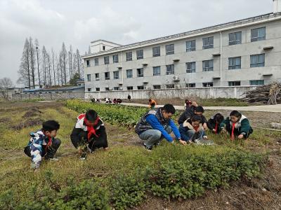 通城县四庄乡清水完小：沉浸式传统文化实践课，荠菜煮鸡蛋香飘校园