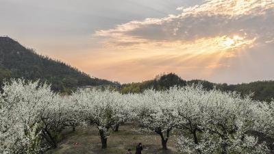 春日锡山果园：李花如雪，时光静好