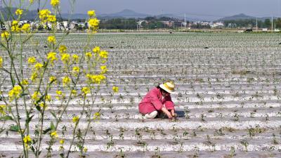 通城关刀：特色种植辣椒助增收