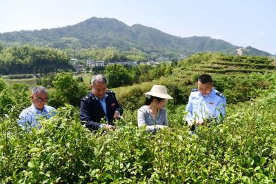 湖北通城：“税力量”绘就乡村振兴画卷