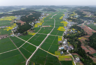 五个关键词看夏季粮油丰收基础稳