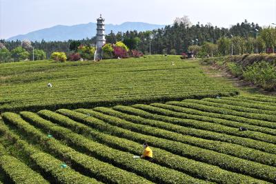 湖北通城：茶旅融合助产业发展