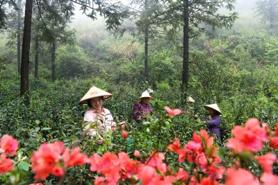 湖北通城：荒野茶香飘金山 科技赋能助农增收