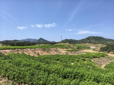 通城县五里镇尖山村：绿海飘香，富农兴业