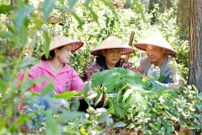 咸宁通城：绿染荒山生“金叶” 药茶飘香富乡邻