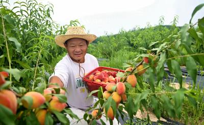 科技赋能荒山变“金山”  吴志成科学种果带富乡邻