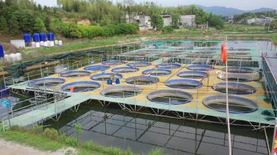 视频-通城：高密度养鱼 “游”出致富路