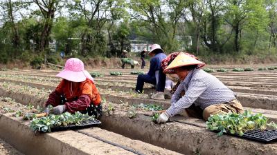 通城：推进“粮菜轮作”模式 促进农民增收致富