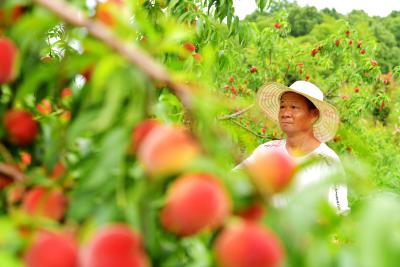 通城关刀：立体种养激活荒山 特色产业助农增收