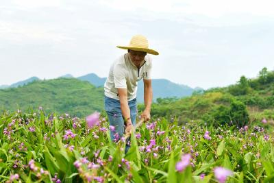湖北通城黄河清：药材种出致富良方