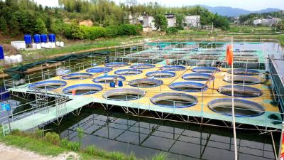 通城：高密度养鱼 “游”出致富路