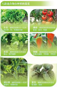阳台种菜如何实现“田园梦”