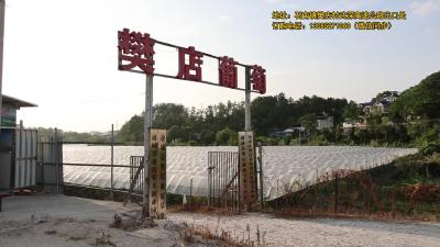 视频-【看通城·产业发展】通城县石南镇樊店葡萄园开园啦！甜到心坎里 