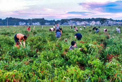 湖北通城：辣椒喜获丰收 特色种植助农
