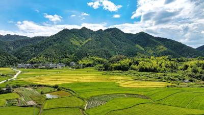 咸宁通城：山村生态美 农家稻谷香