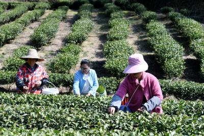 通城“卧龙玉芽”斩获省斗茶大赛“特别金奖”