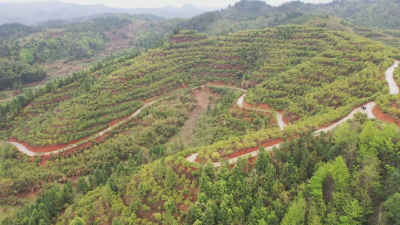 【创业通城】金定武：十五年荒山种油茶 绿了青山富了乡亲
