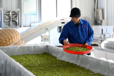 通城“卧龙玉芽”斩获省斗茶大赛“特别金奖”