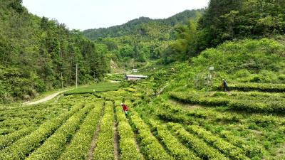 【乡镇巡礼·四庄篇②】通城县卧龙沟生态有机茶：荒山育茶铸金奖 绿茗带富促振兴  
