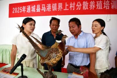十五年坚守 深山育出“金凤凰”  陈岳飞夫妇的“飞鸡”致富经