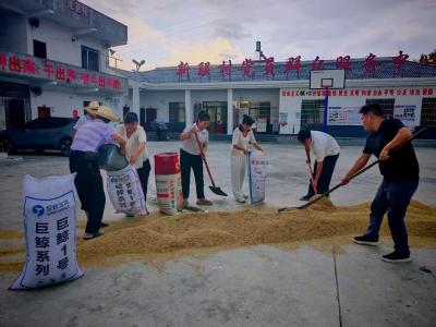 通城县四庄乡新联村：村委会广场晒谷忙 贴心服务暖民心