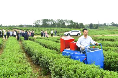 湖北通城：科技助茶产业升级