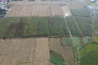 通城县大坪乡：筑牢秸秆禁烧“防火墙”