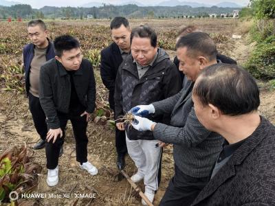通城县塘湖镇赴江西渣津镇考察学习 探寻中药材种植赋能冬闲田整治新路径