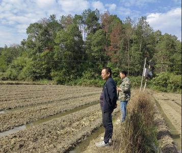 通城县石南镇扎实推进秋冬油菜育苗工作