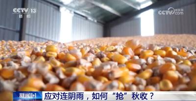 新闻1+1丨应对连阴雨，如何“抢”秋收？