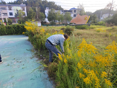 通城县石南镇梅港村：清理“一枝黄花” 筑牢生态屏障
