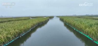 藜麦飘香、水稻金黄、鱼蟹满仓 科技赋能奏响金秋十月“丰收乐章”