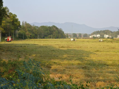通城县四庄乡新联村：稻谷油茶双丰收，产业发展惠民生
