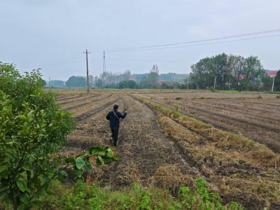 通城县四庄乡新联村：“油稻轮作”绘就富民新图景