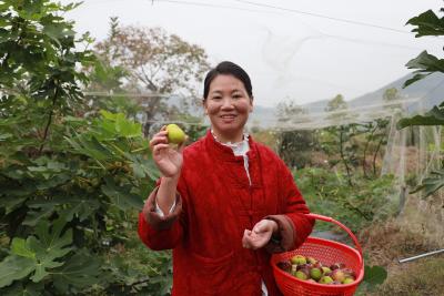 【隽商回归 创业兴业】黄英：归雁反哺桑梓 荒坡结出共富果