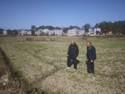 通城县石南镇：农技下乡，为冬季油菜生产“护航”