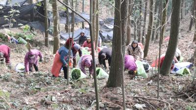 通城：中药材淫羊藿采收忙 “致富药”铺就增收路