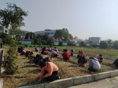 通城县麦市镇棋盘小学：石头“砌”出劳动之美 童真创意扮靓校园