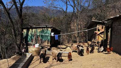通城药姑山古瑶村杀猪宴来啦！免费吃刨猪汤，喊你帮忙按猪脚～ 