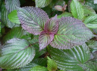 【通城百科词条】通城紫苏