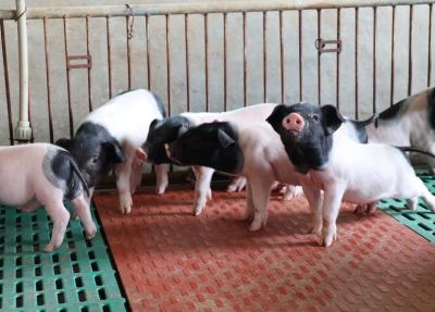 【通城百科词条】通城猪